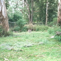 Healesville Sanctuary