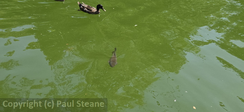 Valladolid - Parque Campo Grande