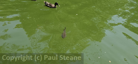 Valladolid - Parque Campo Grande