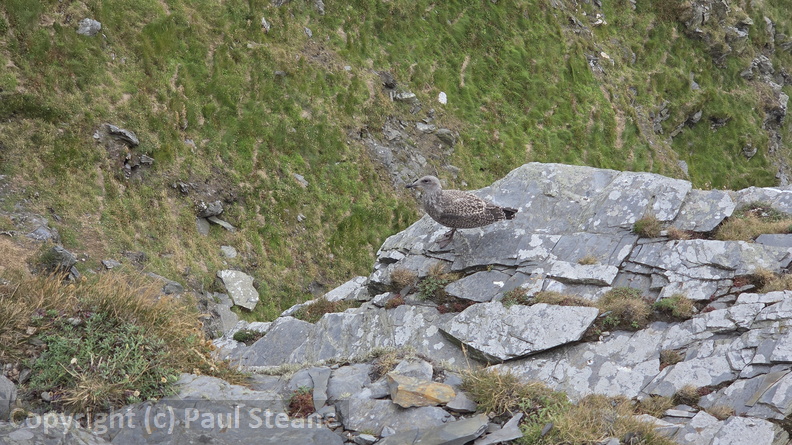 Isle of Man coastal path
